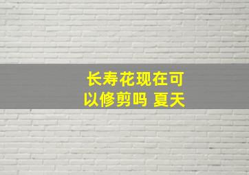 长寿花现在可以修剪吗 夏天